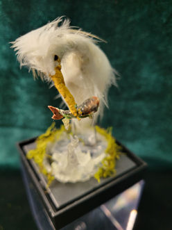 Egret Male w fish in mouth center.jpg