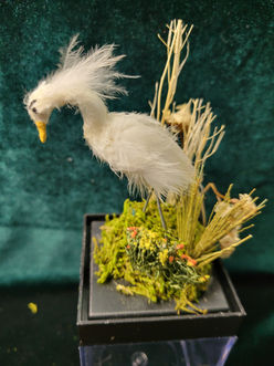 Egret fuzzy folage left.jpg