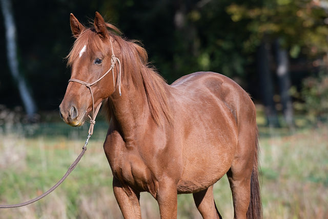 21d5b2_edd2c10c8b324ae1b9eac3ab024be03d~mv2