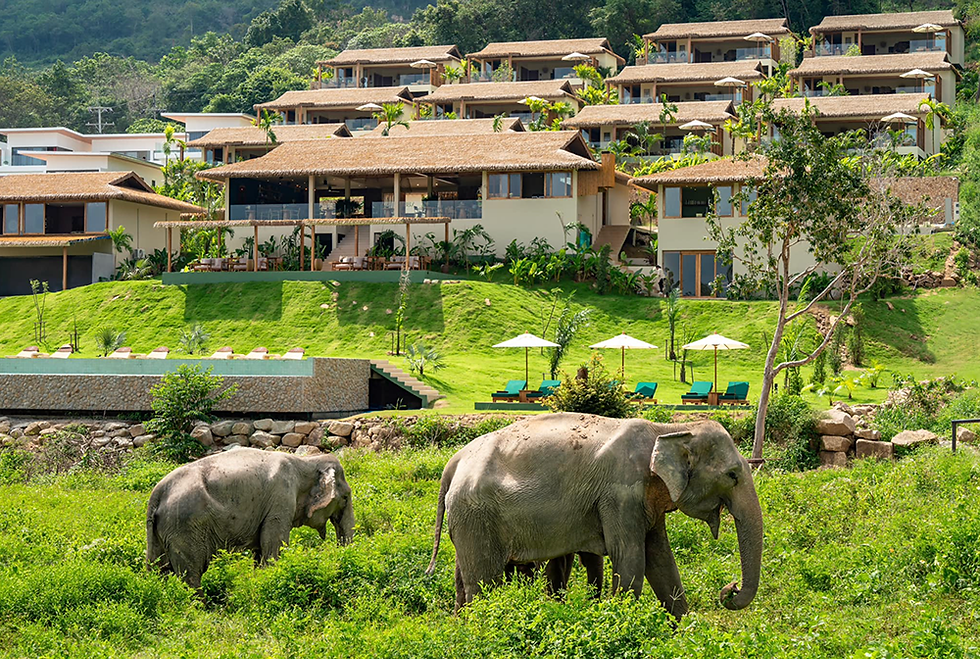 大象漫步在草地上,鄰近豪華飯店客房