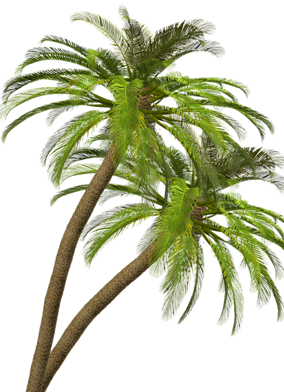 PALMERA-IZQUIERDA.png
