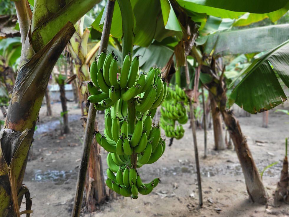Plantain-Tree