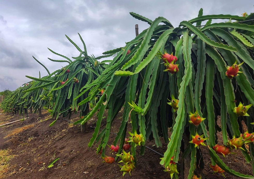 Plantain-Trees-2