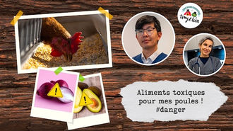 TONY & LEON - Aliments toxiques pour mes poules #danger ! 🐔