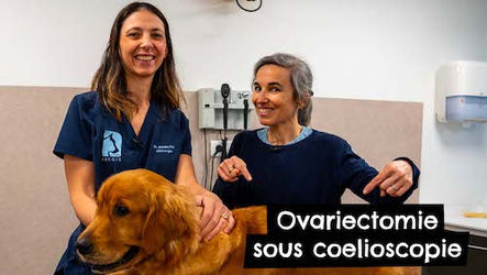 TONY & LEON - Ovariectomie sous coelioscopie