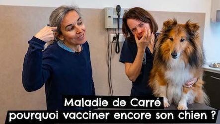 TONY & LEON - Maladie de Carré : pourquoi vacciner encore son chien ? #vaccination 🐶