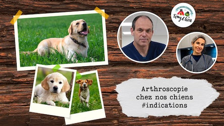 TONY & LEON - Arthroscopie chez nos chiens #indications 🐶