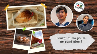 TONY & LEON - Pourquoi ma poule ne pond plus ? 🐔
