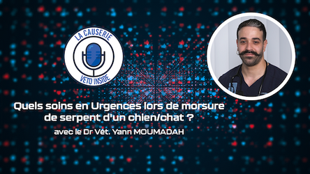 LA CAUSERIE - Quels soins en Urgences lors de morsure de serpent d'un chien/chat ?
