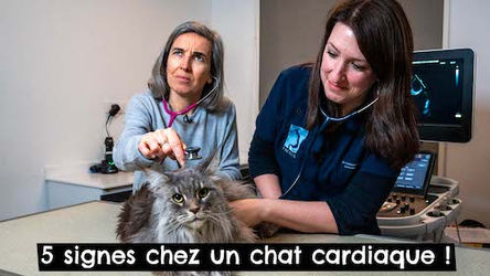 TONY & LEON - 5 signes chez un chat cardiaque ! 🐱