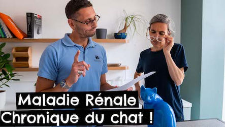 TONY & LEON - L'insuffisance rénale du chat 🐱 #causes #signes #traitement