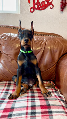 Lime green collar - Male - European Doberman Pinscher Male. - Now living in Iowa