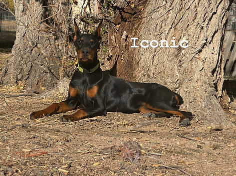 Iconic Lady in Black Von Helluva an AKC European Doberman Pinscher bred by Helluva European Doberman in Colorado