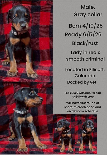Full European Doberman Pinschser male - Available - gray Collar