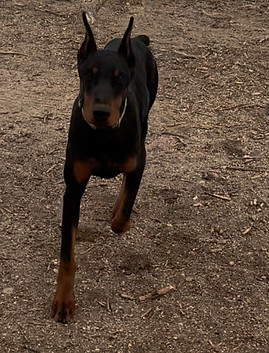 Iconic Lady in Black Von Helluva an AKC European Doberman Pinscher bred by Helluva European Doberman in Colorado Iconic lady in black von helluva, black/rust european doberman pinscher, female, roper, AKC title