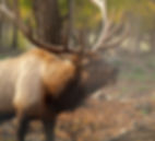 Elk viewing