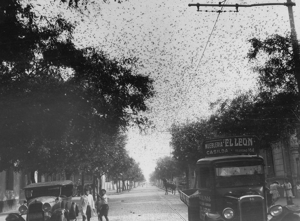 Invasión de langostas en 1933