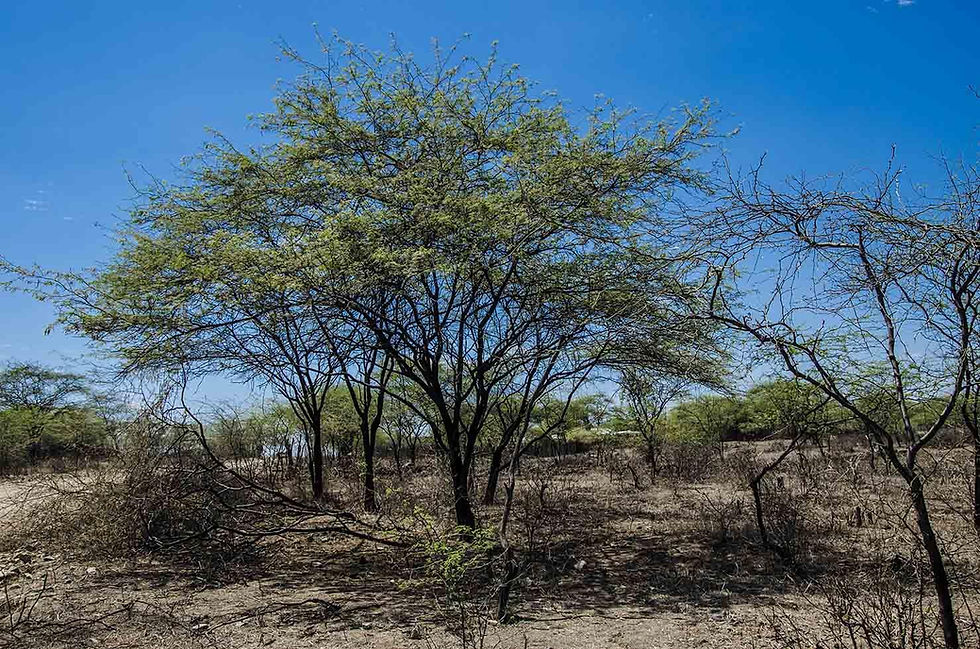 Perú busca restaurar 15.000 hectáreas de bosque seco con siembra aérea de algarrobo mediante drones