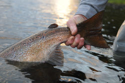 Salmon Tail
