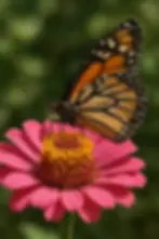 Detailed view of a butterfly on a zinnia, representing AI's transformative capabilities and attention to detail.