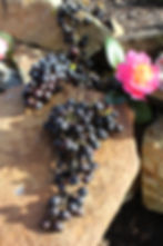 chambourcin grapes from our vinyard