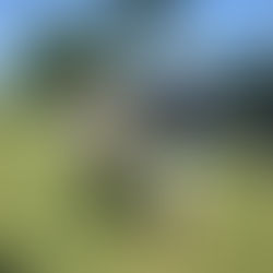 Ricky Williams interview with CBS4