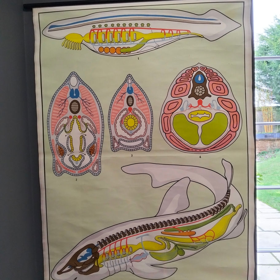 Vintage very large German Educational Zoology Wall Chart