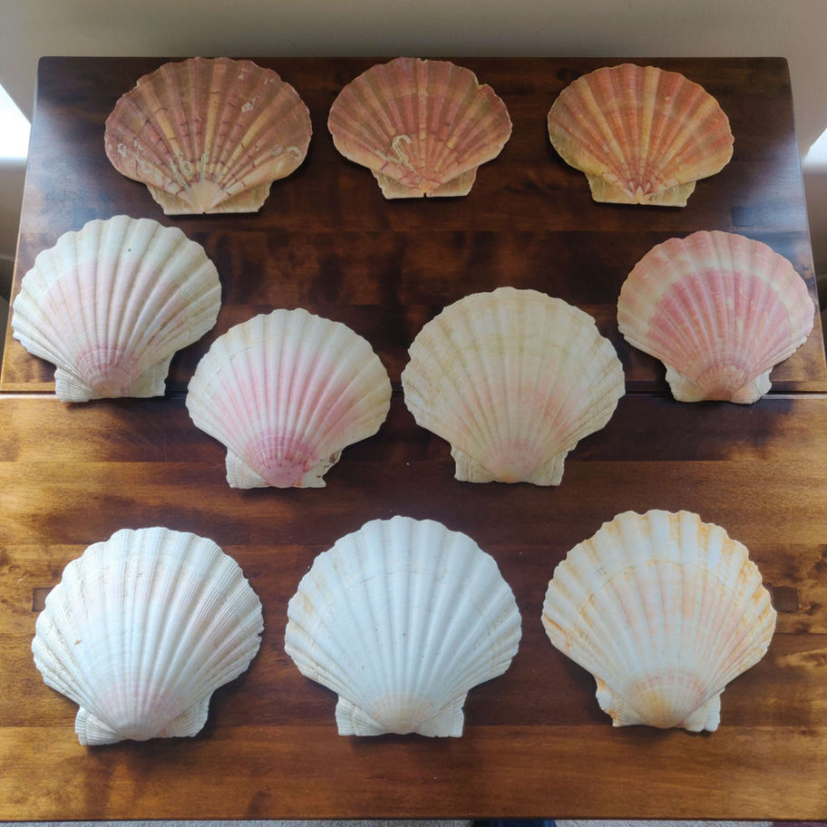 Scallop shells collection of 10