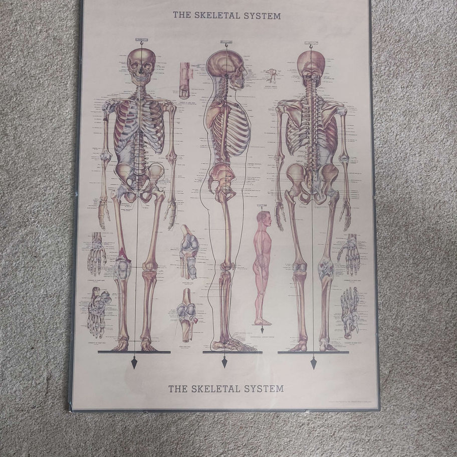 vintage framed skeleton print