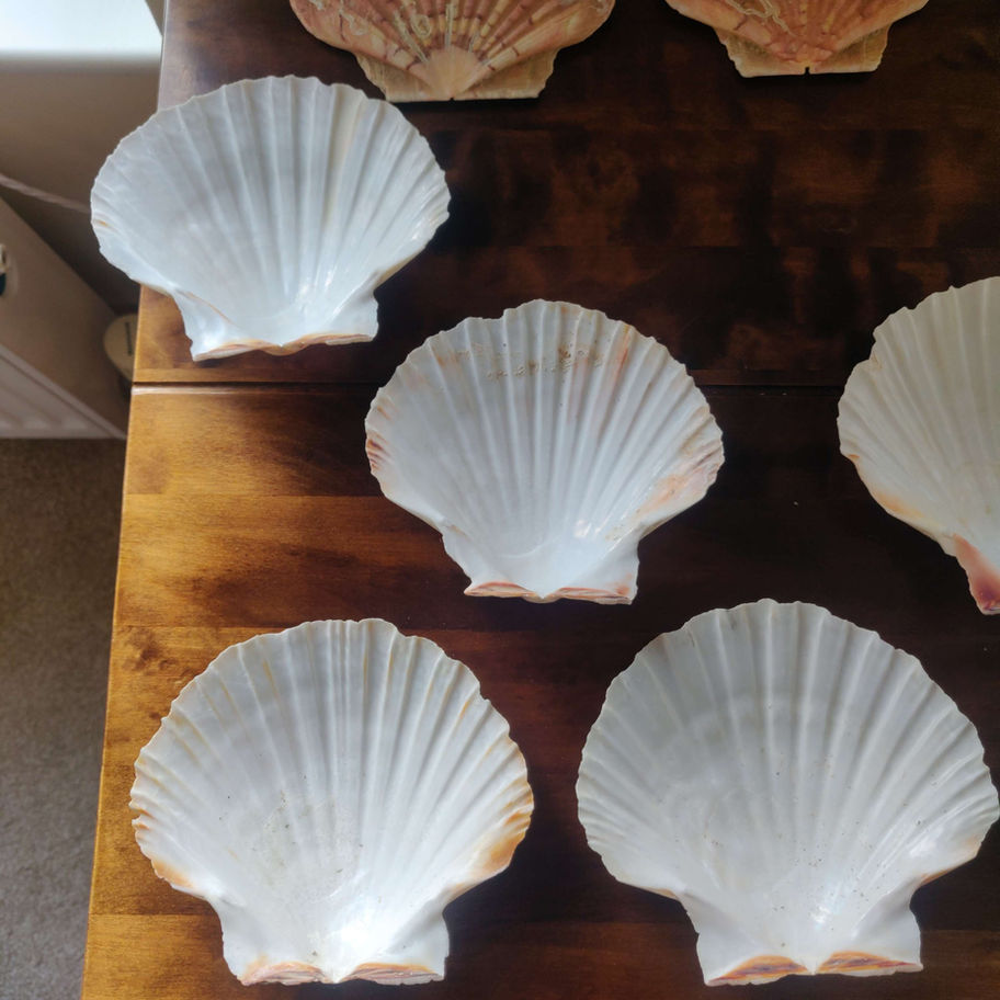 Scallop shells collection of 10