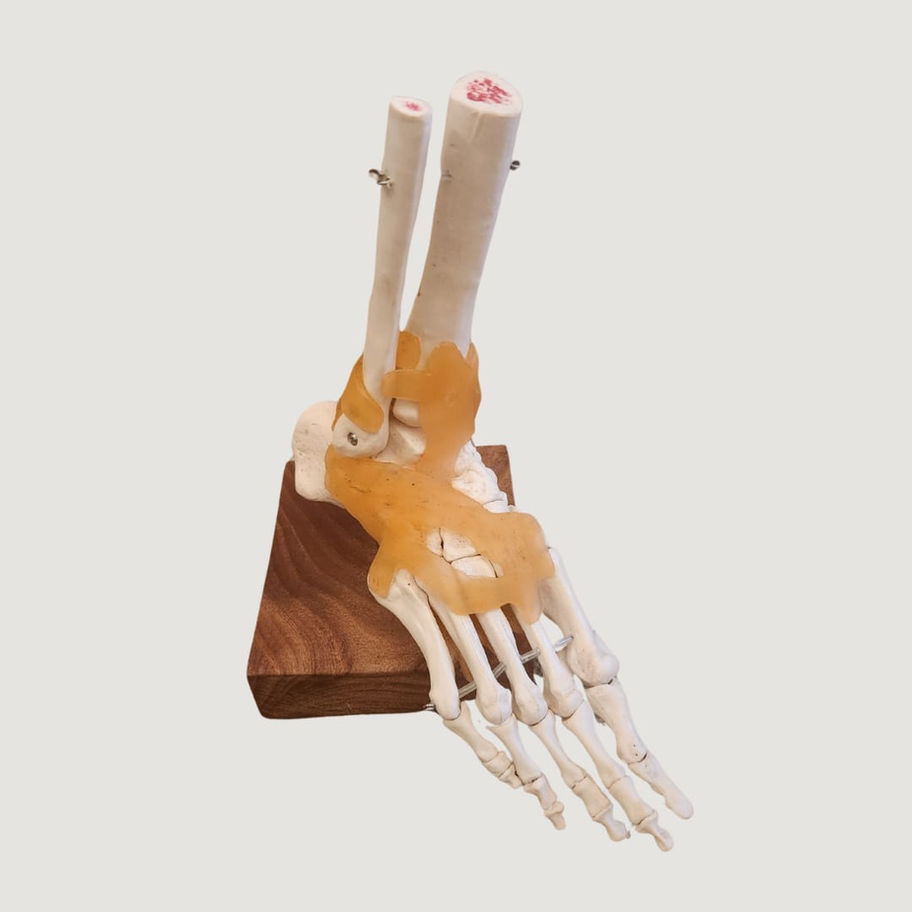 Anatomical skeleton foot mounted on wood