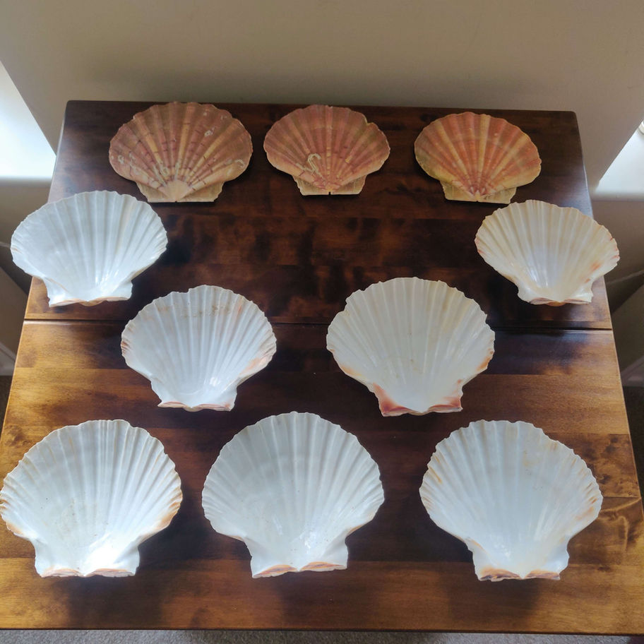 Scallop shells collection of 10