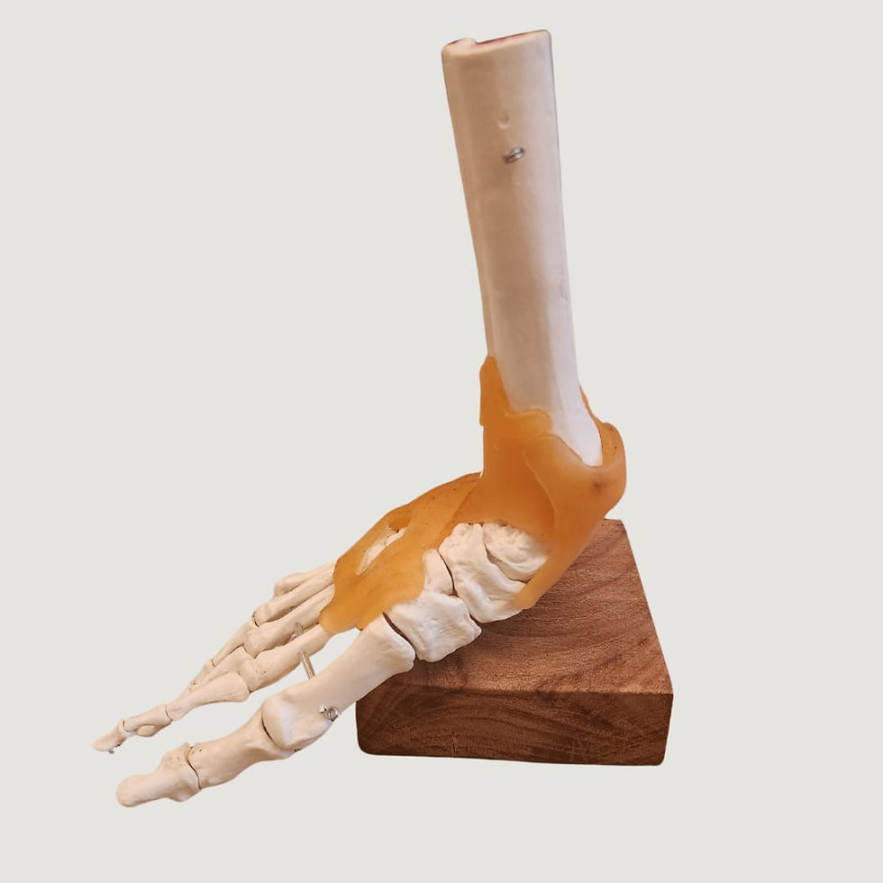 Anatomical skeleton foot mounted on wood