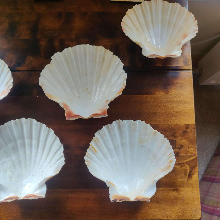 Scallop shells collection of 10
