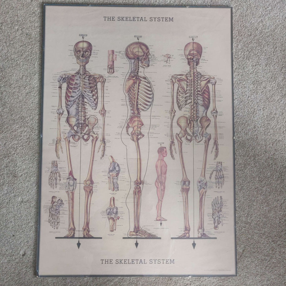 vintage framed skeleton print