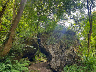 Lost in the Heart of Castle Eden Dene: The Happiest Wanderer’s Tale