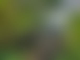 Lost in the Heart of Castle Eden Dene: The Happiest Wanderer’s Tale