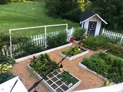 Kitchen Garden July 2019