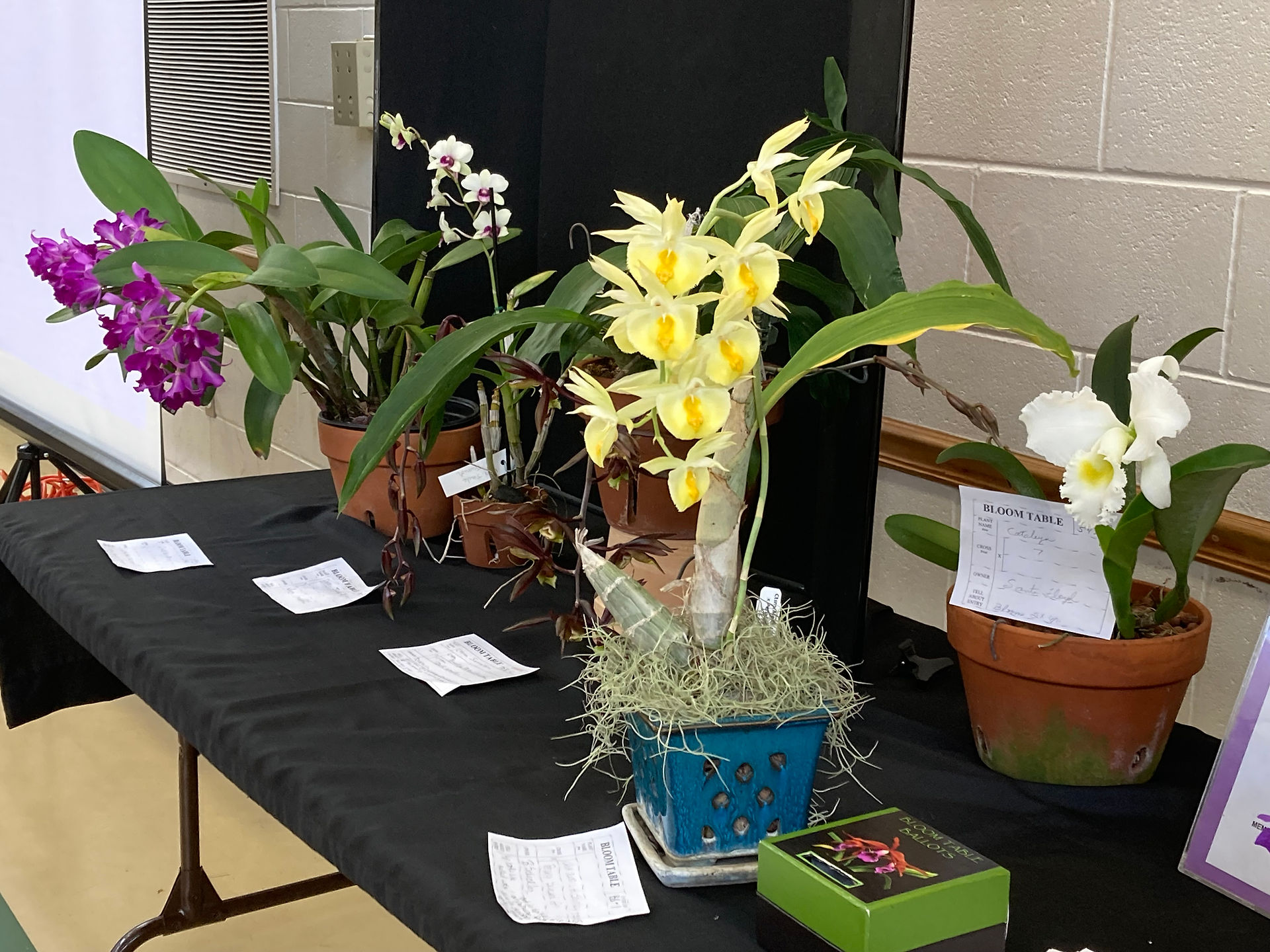 Up close view of the bloom table from the Tampa Orchid Club's September monthly meeting