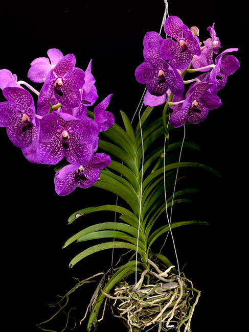 Beautiful purple vanda orchid in bloom at the Tampa Orchid Club's bloom table