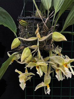 Stanhopea wardii