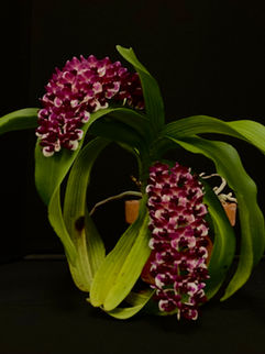 Member's Choice • Rhynchostylis gigantea • Lynn Turke