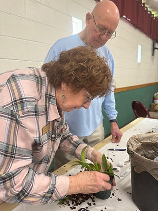 A Tampa Orchid Club member learning how to repot their orchid at our monthly meeting's repotting clinic. 