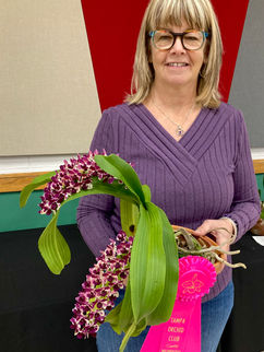Member's Choice • Rhynchostylis gigantea • Lynn Turke