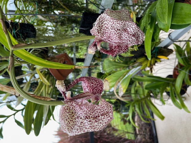 Coryanthes Speckled Swan ‘Jeepers Creepers'