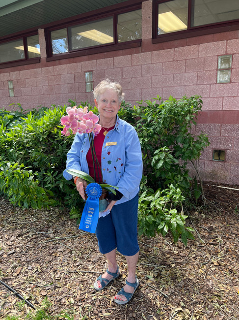 Tampa Orchid Club Bloom TAble Award winner with plant