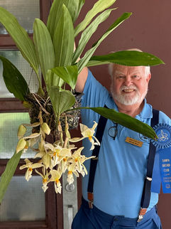 Darwin Breu  Stanhopea wardii  Judge's Choice Winner 