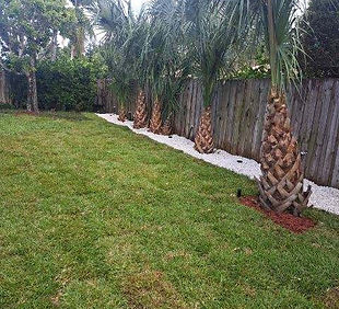 beautiful green yard with white rocks and palm trees