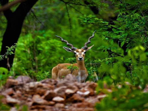 Mahavir Harina Vanasthali National Park