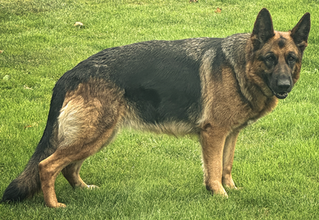 The Countdown Begins: Valkyrie is on her way to bringing us a beautiful new litter in winter 2025!
